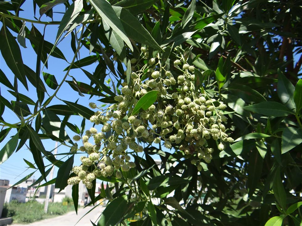 Conocarpus lancifolius
